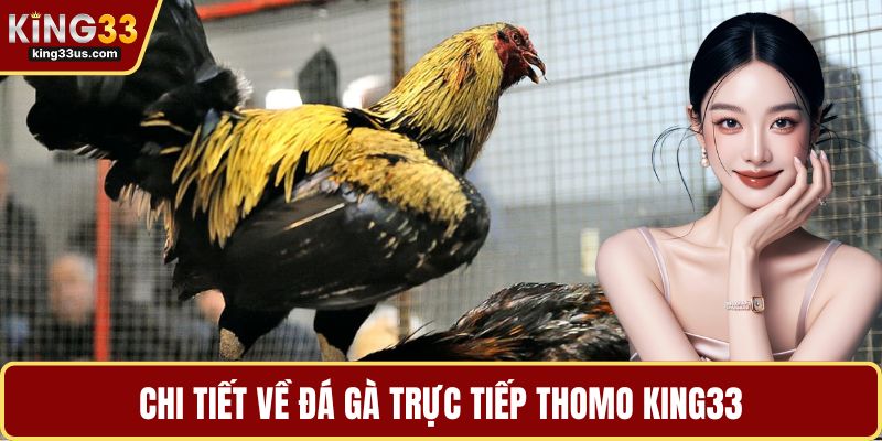 Đá Gà Trực Tiếp Thomo – Luật Chơi, Kinh Nghiệm Hot - uvix.bet